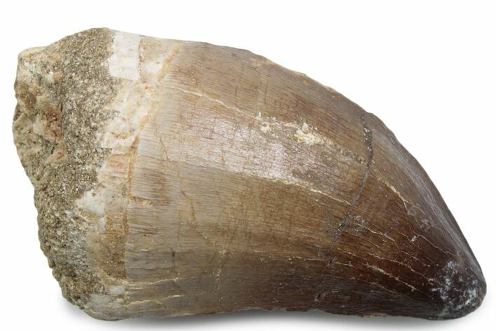 Fossil Mosasaur (Thalassotitan) Tooth - Morocco #384041